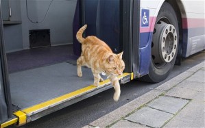 Cat leaving bus to go to work after going round and round on bus. 